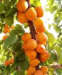 Саджанець Agro-Market Абрикос колоновидний Принц Март (літній сорт, пізній термін дозрівання) 1 шт. в упаковці (21385)