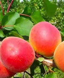 Саджанець Agro-Market Абрикос Медіабель (літній сорт, середній термін дозрівання) 1 шт. в упаковці (61917)