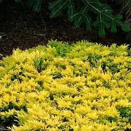 Можжевельник горизонтальный Golden Carpet контейнер Р9 высота 15-20 см (24942) 1 саженец