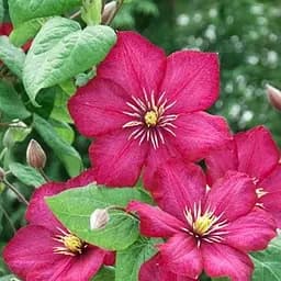 Саджанець Agro-Market Клематис Солодке життя (La dolce vita) (великоквітковий сорт) (103414)