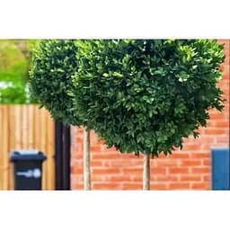 Самшит вечнозеленый формованный шар на штамбе (189761) 1 саженец