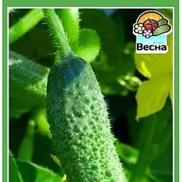 Семена Весна Огурец Мальчик с пальчик F1 0.2 г (18621)