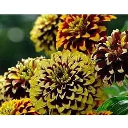 Циния "Персидский ковер" Весна 0.4г (16029)