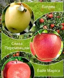 Саджанець Agro-Market Дерево-сад Яблуня Байя Маріса+Голден+Слава Переможцям 1 шт. в упаковці (181988)