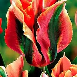 Тюльпан "Artist" (размер 11/12, большой) 3 шт (39285)