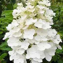 Гортензія 2-річна волотиста "Unique" висота саджанця 20-30см (186211) 1 саженец
