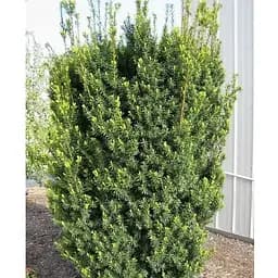 Тис середній "Hicksii" (ком/сітка) висота 100-120см (189066) 1 саджанець