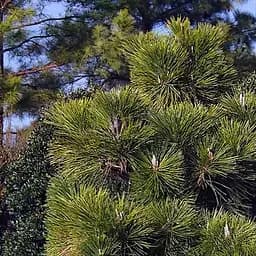 Саджанець Agro-Market Сосна Тунберга 3-річна Pinus Thunbergii С1,5, висота 40-50см (підходить для бонсай) (176349)