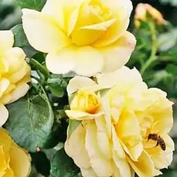 Троянда флорибунда Agro-Market Sunstar саджанець класу АА+ вищий сорт 1 шт. в упаковці (178162)