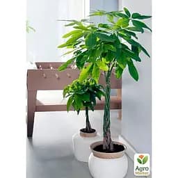LMTD Пахіра Agro-Market Aquatica переплетена 40-50 см (167941) 1 саджанець в упаковці (кімнатний) Нідерланди - мініатюра 3