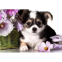 Картина Алмазна мозаїка 40 * 50 см зі стразами на підрамнику Пробудження