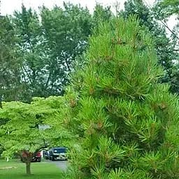 Саджанець Agro-Market Сосна Білокора Бунге (колекційна) (154023)