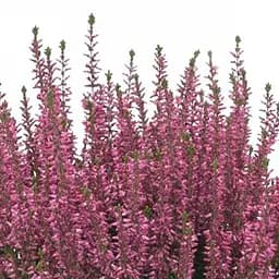 Саджанець Agro-Market Верес звичайний Frosien (44253)