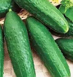 Семена Весна Огурец обработанный Зеленая волна Зипер 0.5 г (183860)