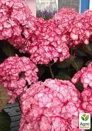 Саджанець Agro-Market Гортензія крупнолиста 2-х річна Miss Saori висота саджанця 25-45см (181525) - мініатюра 5