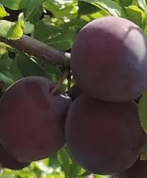 Саджанець Agro-Market Абрикос Монарезі (Чорний) (літній сорт, пізній термін дозрівання) 1 шт. в упаковці (101855)