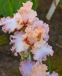 Саджанець Agro-Market Ірис бородатий великоквіткова Cameo Minx 1 шт. в упаковці (181084)