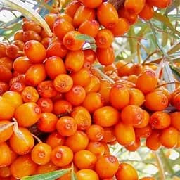 Саджанець Agro-Market Обліпиха Перлина (хлопчик+дівчинка) середній термін дозрівання) шт. комплект 2 шт. (177151)