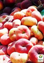 Саджанець Agro-Market Інжирний персик Інжирний ранній (літній сорт, ранній термін дозрівання) 1 шт. в упаковці (15920) - мініатюра 2