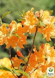 Саджанець Agro-Market Азалія (рододендрон гібридний) Golden Lights (177742) - мініатюра 3