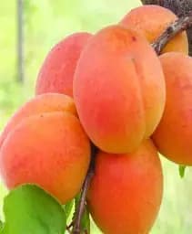 Саженец Agro-Market Абрикос Петропавловский (летний сорт, поздний срок созревания) 1 шт. в упаковке (39867)