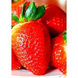 Саджанець Agro-Market Полуниця Альбіон (Albion) 5шт (ремонтантний великоплідний сорт) (37281)