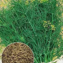 Семена Agro-Market Укроп Атлант на вес цена за 20 г (177356)