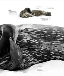 The Science of the Ocean. The Secrets of the Seas Revealed - мініатюра 13