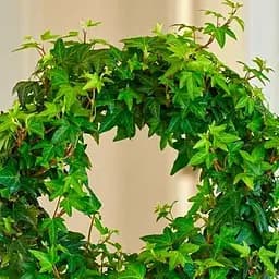 Саджанець Agro-Market Плющ вічнозелений садовий вузьколистий Sagittaefolia С2 висота 25-50см (177036)