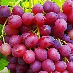 Саженец Agro-Market Виноград Велес (кишмиш, ранний срок созревания, гроздья очень большие, весом до 1500 г) 1 шт. в упаковке (19805)