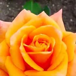 Троянда чайно-гібридна Agro-Market Miracle саджанець класу АА+ вищий сорт 1 шт. в упаковці (38386)