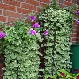 Саджанець Agro-Market Будра ампельна Variegata (52414)