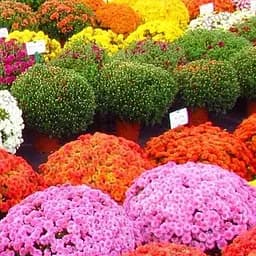 Хризантема мультифлора "Tricolor" (3 квітки в горщику C2) (182784) 3 саженца