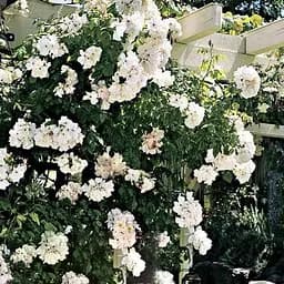 Троянда плетиста Agro-Market Ilse Krohn Superior саджанець класу АА+ вищий сорт 1 шт. в упаковці (17448)