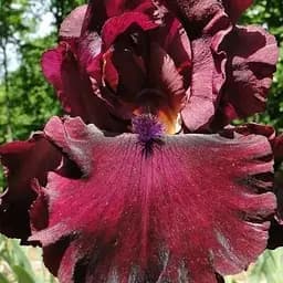 Ирис бородатый крупноцветковый "Rio Rijo" 1 шт (41133)