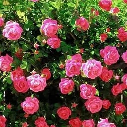 Троянда плетиста Agro-Market Рожева перлина саджанець класу АА+ вищий сорт 1 шт. в упаковці (17683)