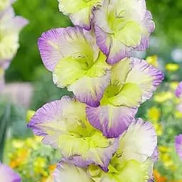 Гладіолус "Moonlight Shadow" (189890) 3 шт Нідерланди