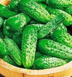 Семена Весна на развес Огурец Изумруды скифов цена за 1 г (178510)