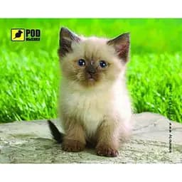 Килимок Pod Mishkou Сіамський котик