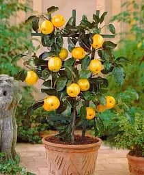 Саджанець Agro-Market Яблуня колоновидна Канадська 1 шт. в упаковці (52716)