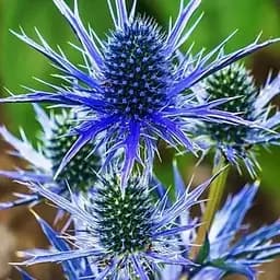 Синьоголовник альпійський "Blue Star" (декоративний сухоцвіт) (183707) 1 саджанець