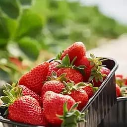 Саджанець Agro-Market Полуниця Искья (Ischia) (ремонтантний сорт) 5 шт. в пакуванні (44706)