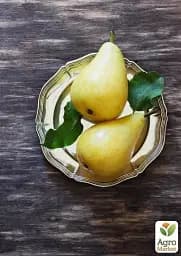 Саджанець Agro-Market Груша Великоплідна (осінній сорт, середній термін дозрівання) 1 шт. в упаковці (39886) - мініатюра 3