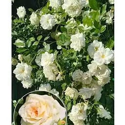 Роза в контейнере плетиста "Schneewalzer" (саженец класса АА+) (180860) 1 саженец