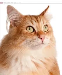 The Cat Encyclopedia - мініатюра 20