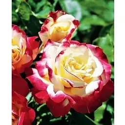 Саженец Agro-Market Роза чайно-гибридная Дабл Делайт (класс АА+) высший сорт (44180) 1 шт.