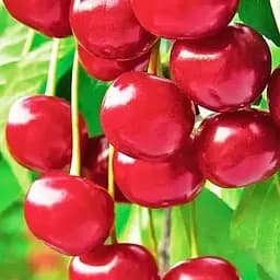 Саженец Agro-Market Черешня Бег стар (летний сорт, средне-поздний срок созревания) (35977) 1 шт. в упаковке