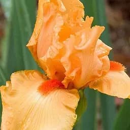 Саджанець Agro-Market Ірис карликовий Chterokee Daybreak  1 шт.