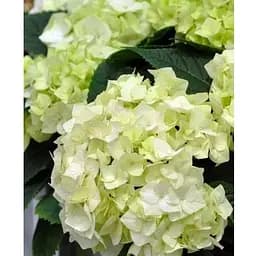 Гортензія крупнолистна 2-х річна "Vanilla Sky" висота саджанця 20-40см (103614) 1 саженец