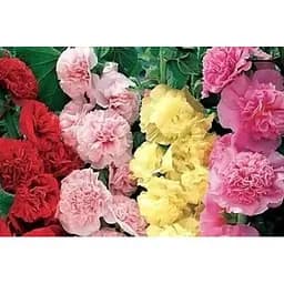 Мальва "Махровая смесь" Весна 1г (33085)